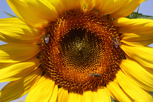 Prairie Sunflower Collection - Autumn Beauty sunflower variety - mixed color heirloom seeds