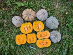 Chinese Tropical pumpkin seeds - sweet moschata heirloom - fruit and seeds