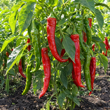 Jimmy Nardello’s Sweet Italian Frying Pepper plant in a Kansas garden, gallery image 1