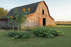 Prairie Sunflower Collection - mature sunflower bloom - Mammoth variety Kansas grown