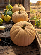 Long Island Cheese pumpkins with a mixed squash harvest beside a Kansas prairie shed