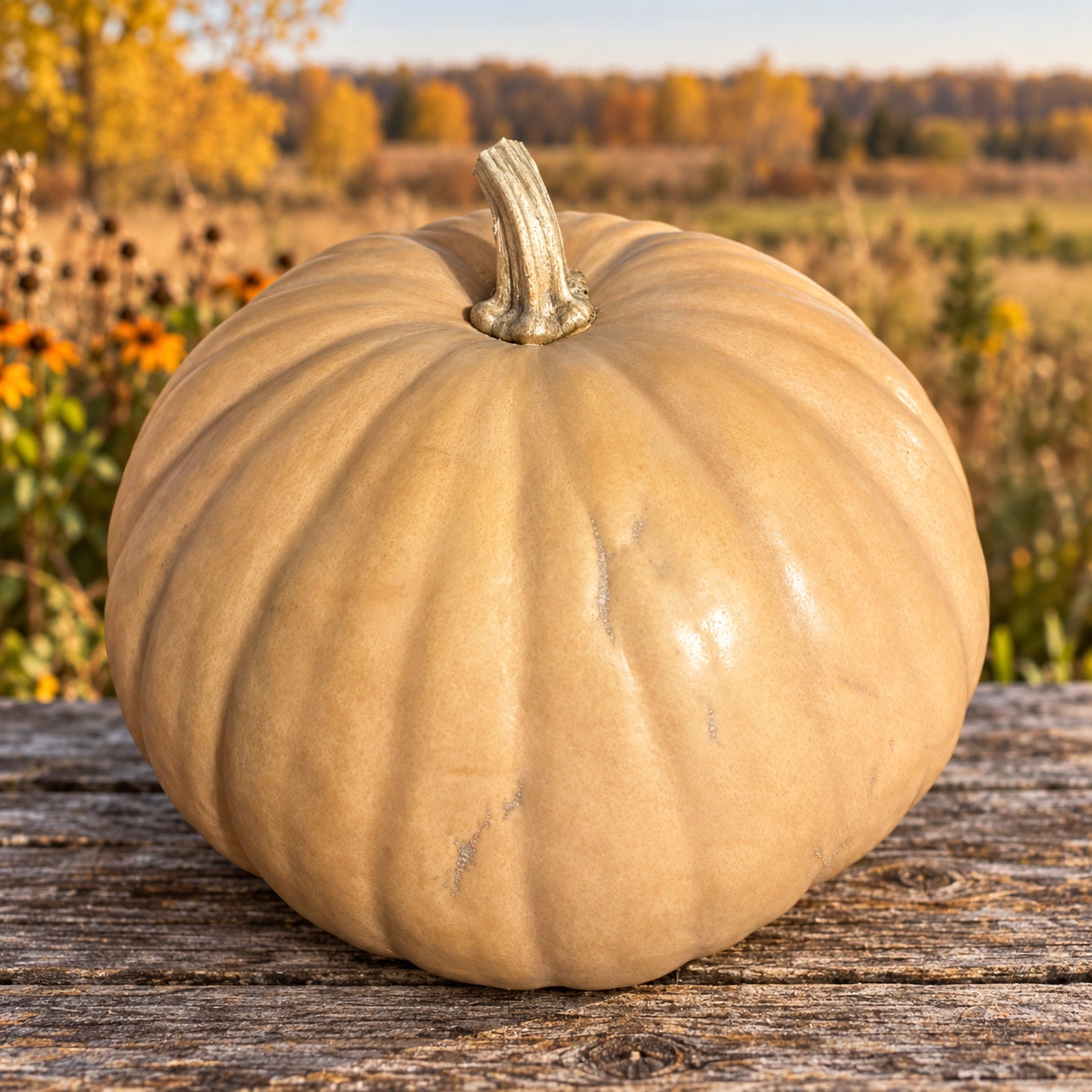 Heirloom Pumpkin Seeds | Open-Pollinated Classics | Kansas