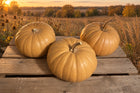 Three Long Island Cheese pumpkins on a weathered harvest table overlooking a Kansas prairie