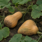 Magic Cushaw Squash, resting on garden soil beneath squash leaves