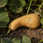 Magic Cushaw Squash, nestled among patch vines and broad squash leaves