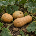 Magic Cushaw Squash, in a garden patch with lightly dirty rind and weathered foliage