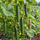 Marketmore 76 Cucumber plant in a Kansas garden, gallery image 2