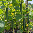 Marketmore 76 Cucumber plant in a Kansas garden, gallery image 4