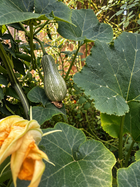 Mini Paulista summer squash seeds - young striped squash and yellow squash blossom