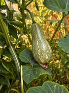 Mini Paulista summer squash seeds - close view of striped squash on plant
