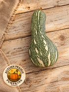 Mini Paulista summer squash seeds - harvested striped squash on rustic wood with Autumn Prairie Pumpkins logo