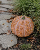 Musquee de Maroc pumpkin on garden stone path - warted Moroccan heirloom - Cucurbita moschata
