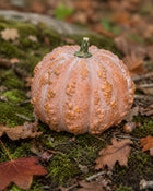 Musquee de Maroc pumpkin on mossy ground with oak leaves - Moroccan heirloom - Cucurbita moschata