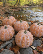 Musquee de Maroc pumpkin harvest beside woodland creek - warted heirloom squash - Cucurbita moschata