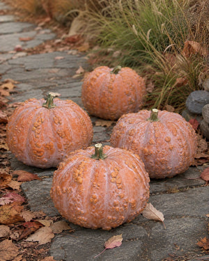 Three Musquee de Maroc pumpkins on stone walkway - warted Moroccan heirloom - Cucurbita moschata