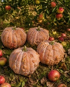 Musquee de Maroc pumpkins in orchard with apples - Moroccan heirloom squash - Cucurbita moschata