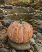 Musquee de Maroc pumpkin on creek stones - warted Moroccan heirloom squash - Cucurbita moschata