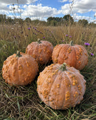 Three Musquee de Maroc pumpkins in tall prairie grass - warted Moroccan heirloom - vine borer resistant moschata
