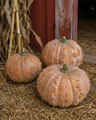 Musquee de Maroc pumpkins by red barn with corn stalks - warted heirloom harvest - Cucurbita moschata