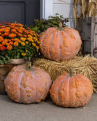 Musquee de Maroc pumpkins on porch with mums and straw - Moroccan heirloom fall display - Cucurbita moschata