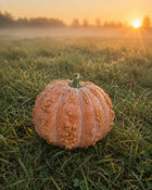 Musquee de Maroc pumpkin at sunrise in misty field - warted terracotta heirloom - Cucurbita moschata