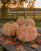 Musquee de Maroc pumpkins on farm table at sunset - warted heirloom harvest - Cucurbita moschata