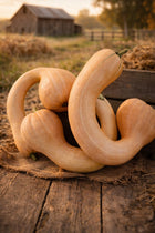 Tan Pennsylvania Dutch Crookneck squash with long curved necks on burlap by a barn at sunset