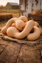 Pile of buff Pennsylvania Dutch Crookneck squash on burlap and straw in front of a Kansas barn