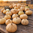 Harvest of pumpkins from the powdery mildew resistant seed collection on a weathered prairie table
