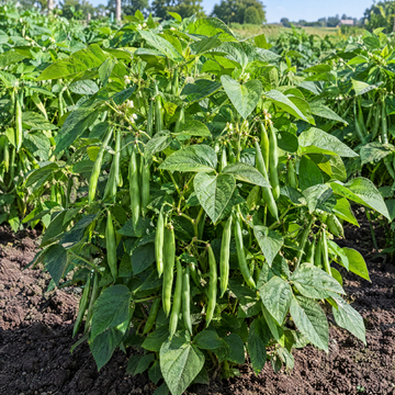 Provider Bush Bean plant in a Kansas garden, gallery image 1