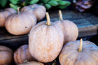 Mrs Amersons pumpkin - harvested heirloom pie pumpkins - Southern pie pumpkin variety