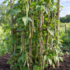 Rattlesnake Pole Bean plant in a Kansas garden, gallery image 1