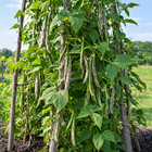 Rattlesnake Pole Bean plant in a Kansas garden, gallery image 2