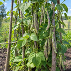 Rattlesnake Pole Bean plant in a Kansas garden, gallery image 3