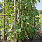 Rattlesnake Pole Bean plant in a Kansas garden, gallery image 4