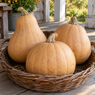 Seminole Larger Fruited pumpkin illustration — three pumpkins in a harvest basket