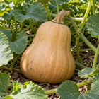 Seminole Larger Fruited pumpkin illustration — mature tan pumpkin among garden vines
