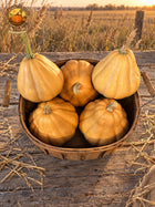 Overhead basket of five tan Seminole pumpkins on a weathered harvest table with prairie grass behind. Autumn Prairie Pumpkins logo at upper left.