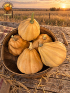Overhead basket of five tan Seminole pumpkins on an aged harvest table at the edge of a Kansas prairie. Autumn Prairie Pumpkins logo at upper left.