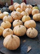 Two dozen small tan Seminole pumpkins with dried curled stems, cured and laid out on dark wood