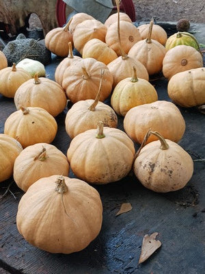 Heirloom Seminole pumpkin growing on vine