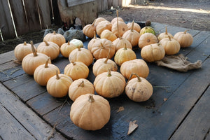 Prairie Starter Kit contents heirloom seeds variety pack from Autumn Prairie Pumpkins