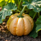 Spell Cast F1 pumpkin growing on the vine, pale cream ribbed fruit among broad green leaves