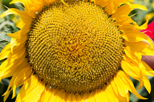 Prairie Sunflower Collection - sunflower seed packet detail - open pollinated seeds