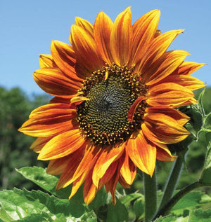 Autumn Beauty sunflowers mixed colors in prairie garden