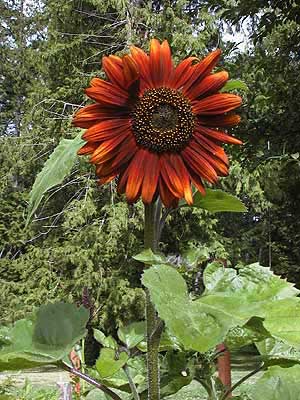 Sunflower garden display with multiple bloom colors