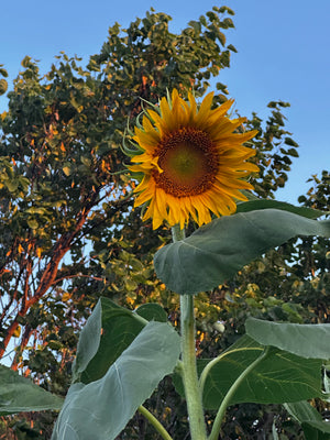 Prairie Sunflower Collection - Autumn Beauty sunflower bloom - multicolor heirloom variety
