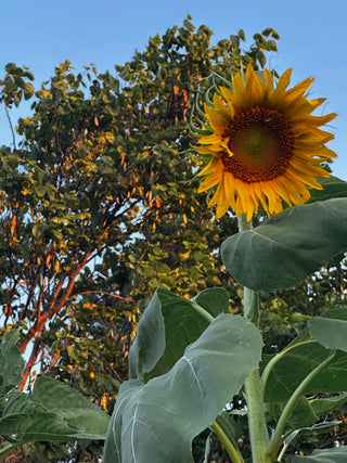 Prairie Sunflower Collection - sunflower garden planting - heirloom sunflower seeds