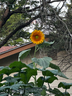 Prairie Sunflower Collection - harvested sunflower seeds - open pollinated seed saving