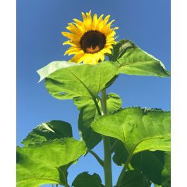 Mammoth sunflower tall variety growing in Kansas garden